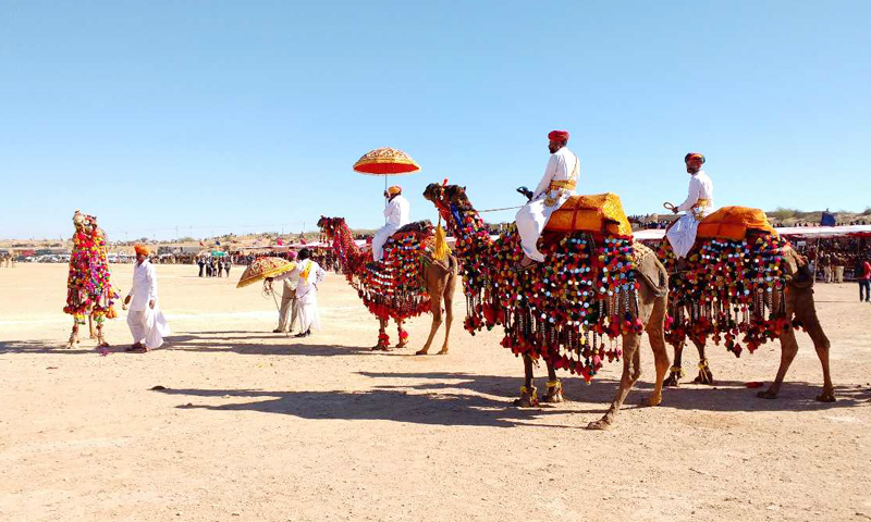 bikaner camel safari