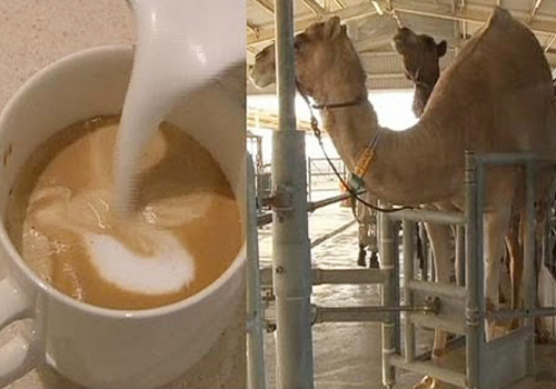 camel milk tea